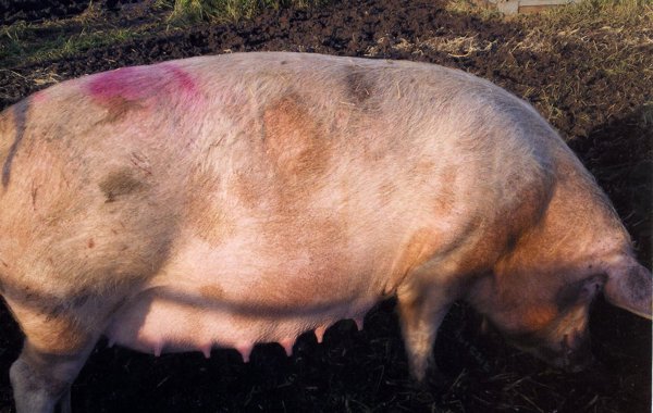 Porcine Ringworm