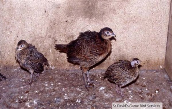Rotavirus in Game Birds