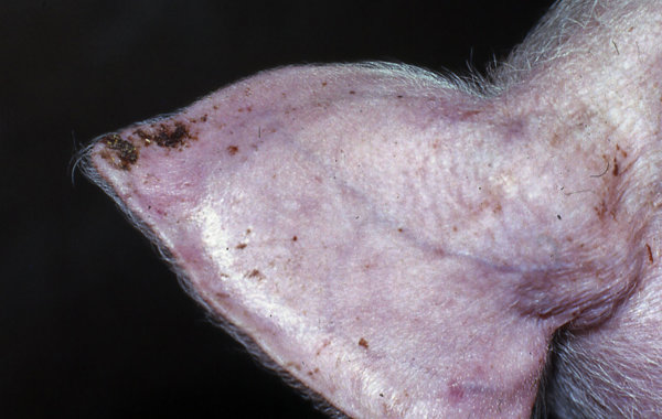 Ear Tip Necrosis