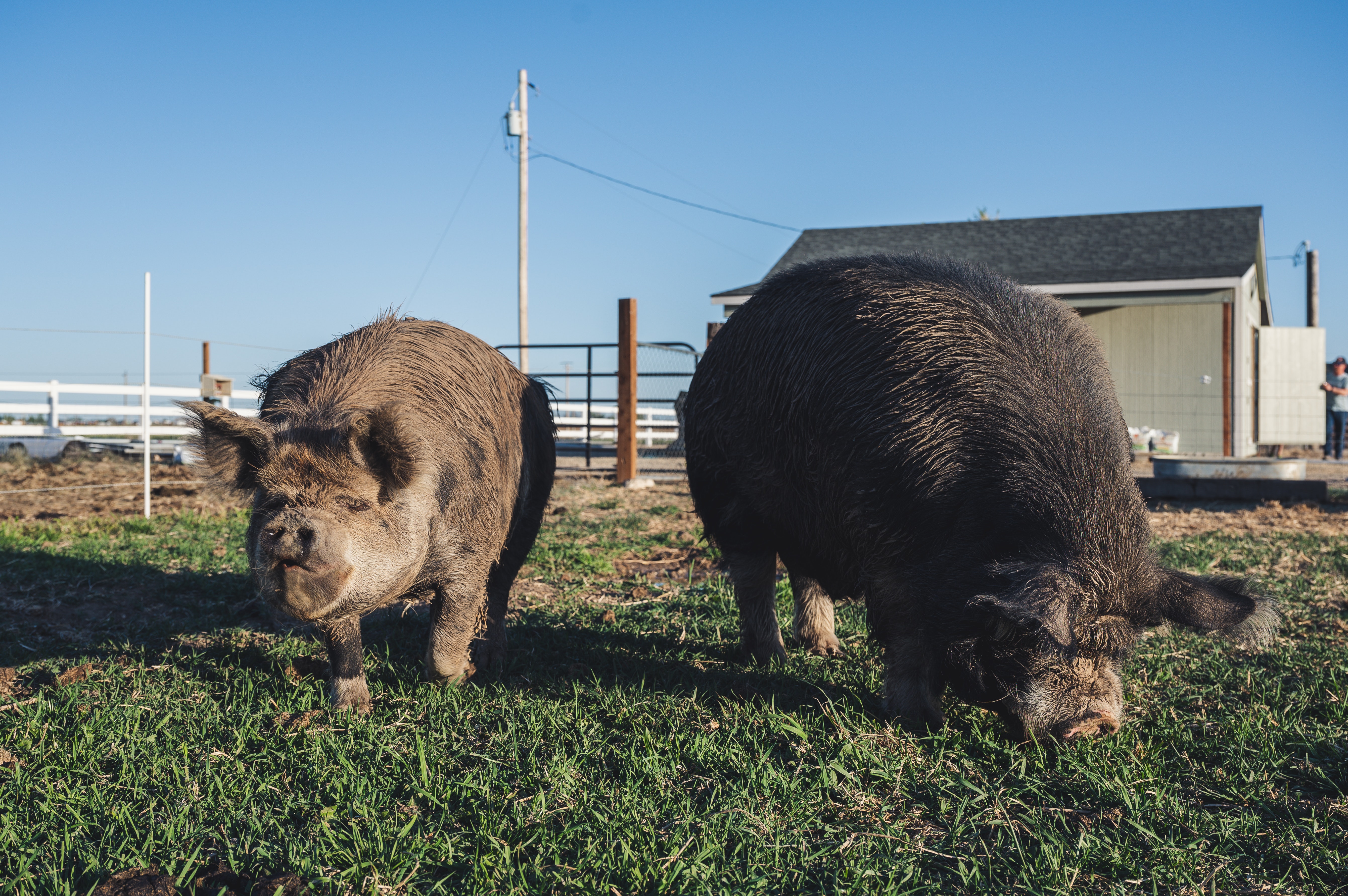 Handling Boar Semen on Farm
