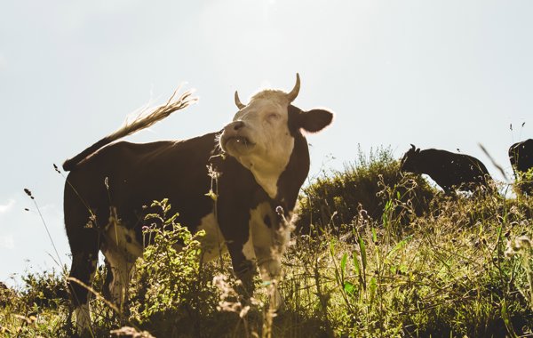 Bulls and Biosecurity