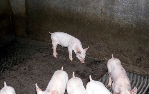 Respiratory Disease in the Young Piglet