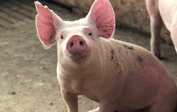 Fires on the Pig Farm