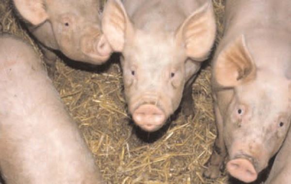 NADIS - National Animal Disease Information Service