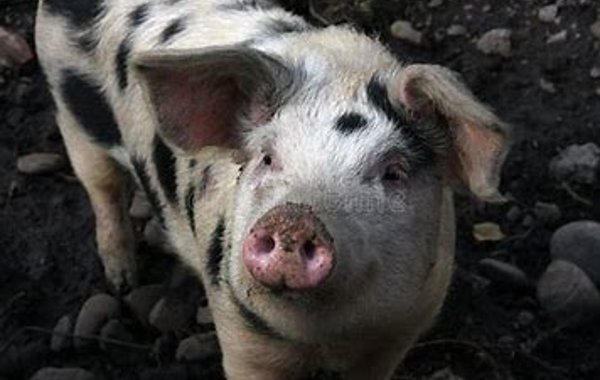 Anal Biting in Pigs