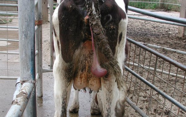 Q fever in Cattle