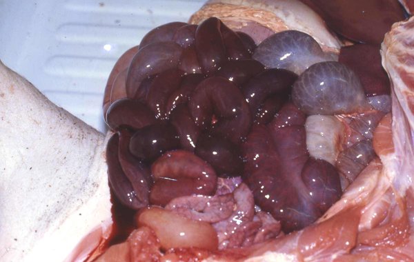 Twisted Guts and Stomach
