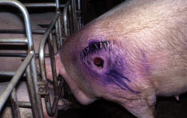 Shoulder sores in sows