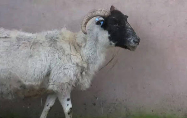 Maedi Visna in Sheep