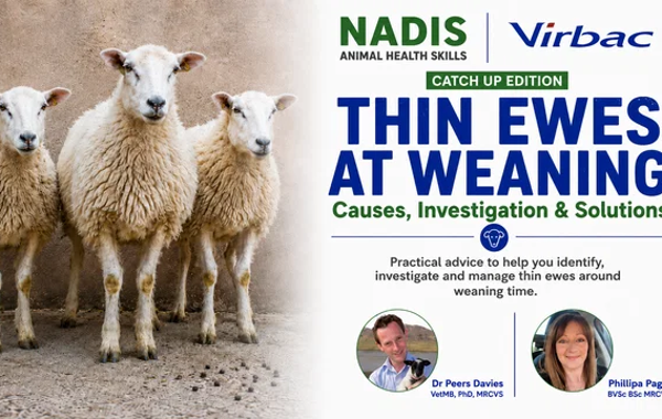 Thin Ewes at Weaning: Causes, Investigation and Solutions