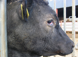 image001 (1).png