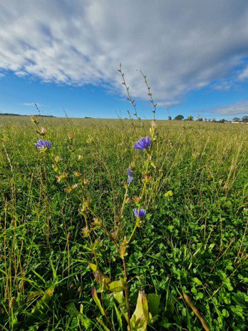 Flowering Chicory as part of a varied sward. 
