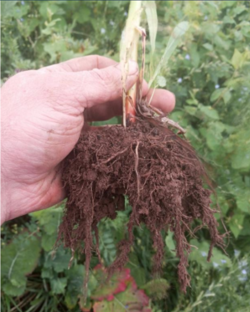 Figure 7 Rhizosheath.png