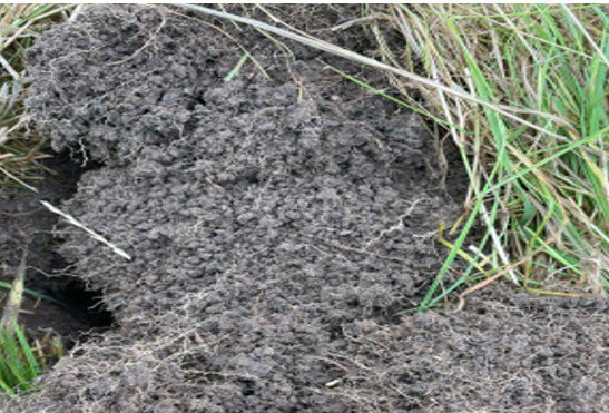 Soil functions properly when it contains organic matter to accompany soil minerals, as well as pore space that allows for proper water and gas exchange. When this is the case, soil will form round aggregate structures, which can be observed in this image from a perennial pasture in Wiltshire.